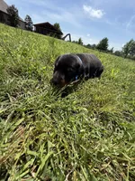 Cowboy, a male Doberman Pinscher for sale in Spiro, OK – Photo 7 of 8