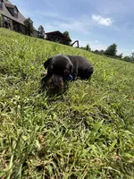 Cowboy, a male Doberman Pinscher for sale in Spiro, OK – Photo 6 of 8