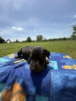 Cowboy, a male Doberman Pinscher for sale in Spiro, OK – Photo 4 of 8