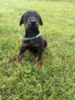 Gus, a male Doberman Pinscher for sale in Spiro, OK – 2 of 8