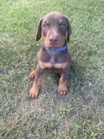 Cowboy, a male Doberman Pinscher for sale in Spiro, OK – 2 of 8