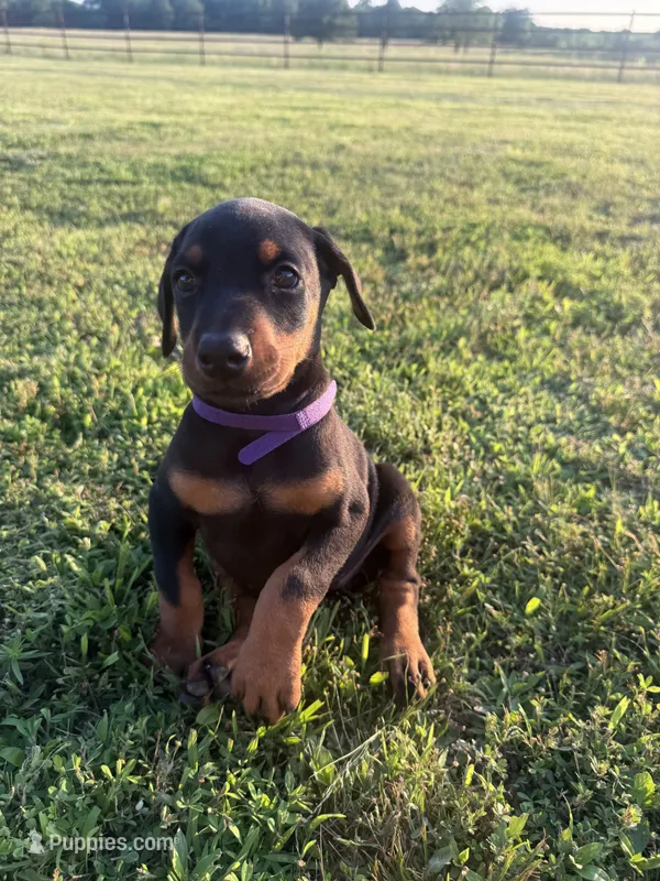 Honey – Doberman Pinscher puppy for sale in Spiro, OK