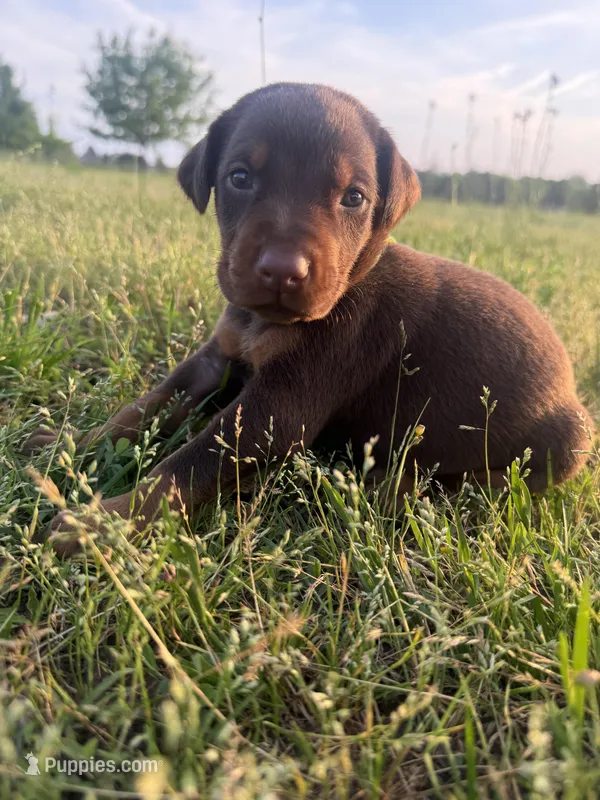 McKnight  – Doberman Pinscher puppy for sale in Spiro, OK