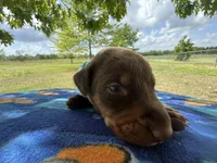 McKnight , a male Doberman Pinscher for sale in Spiro, OK – Photo 1 of 7