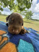 McKnight , a male Doberman Pinscher for sale in Spiro, OK – Photo 5 of 7