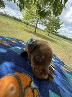 McKnight , a male Doberman Pinscher for sale in Spiro, OK – Photo 2 of 7