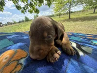 McKnight , a male Doberman Pinscher for sale in Spiro, OK – Photo 4 of 7