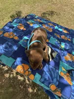 McKnight , a male Doberman Pinscher for sale in Spiro, OK – Photo 7 of 7