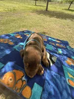 McKnight , a male Doberman Pinscher for sale in Spiro, OK – Photo 6 of 7