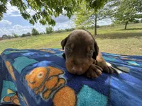 McKnight , a male Doberman Pinscher for sale in Spiro, OK – Photo 3 of 7