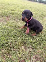 Summer, a female Doberman Pinscher for sale in Spiro, OK – 7 of 7