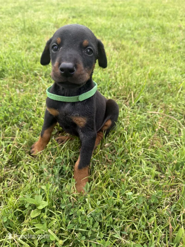 Gus, a male Doberman Pinscher for sale in Spiro, OK – 1 of 8
