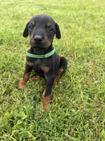 Gus, a male Doberman Pinscher for sale in Spiro, OK – 1 of 8
