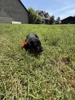 Thunder, a male Doberman Pinscher for sale in Spiro, OK – Photo 7 of 7