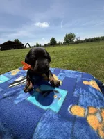 Thunder, a male Doberman Pinscher for sale in Spiro, OK – Photo 3 of 7