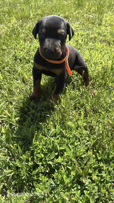 Thunder – Doberman Pinscher puppy on hold in Spiro, OK