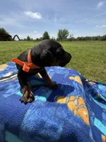 Thunder, a male Doberman Pinscher for sale in Spiro, OK – Photo 5 of 7