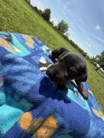 Thunder, a male Doberman Pinscher for sale in Spiro, OK – Photo 6 of 7