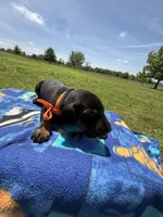 Thunder, a male Doberman Pinscher for sale in Spiro, OK – Photo 1 of 7