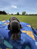 Thunder, a male Doberman Pinscher for sale in Spiro, OK – Photo 2 of 7