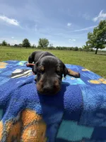 Thunder, a male Doberman Pinscher for sale in Spiro, OK – Photo 4 of 7