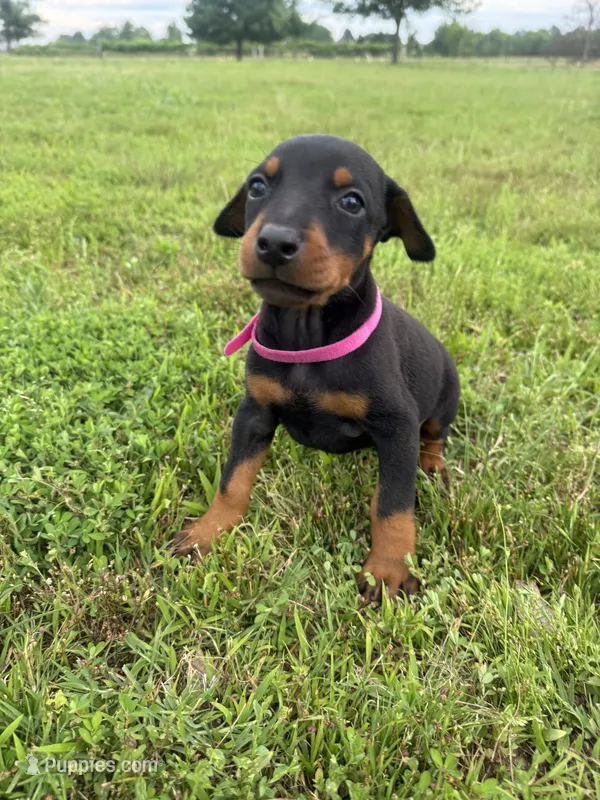 Summer – Doberman Pinscher puppy for sale in Spiro, OK