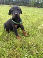 Gus, a male Doberman Pinscher for sale in Spiro, OK – 7 of 8