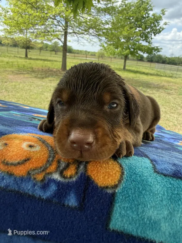 McGuyver  – Doberman Pinscher puppy for sale in Spiro, OK