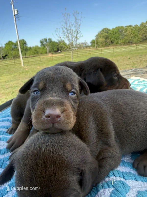 McGuyver  – Doberman Pinscher puppy for sale in Spiro, OK