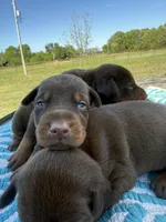 McGuyver , a male Doberman Pinscher for sale in Spiro, OK – Photo 1 of 2