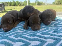 McGuyver , a male Doberman Pinscher for sale in Spiro, OK – Photo 2 of 2