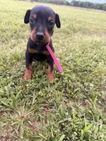 Summer, a female Doberman Pinscher for sale in Spiro, OK – 5 of 7