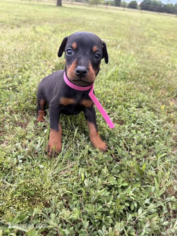 Carrie – Doberman Pinscher puppy for sale in Spiro, OK