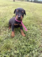 Summer, a female Doberman Pinscher for sale in Spiro, OK – 1 of 7