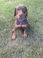 Cowboy, a male Doberman Pinscher for sale in Spiro, OK – 4 of 8