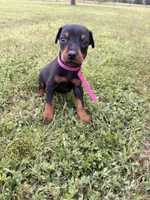 Summer, a female Doberman Pinscher for sale in Spiro, OK – 3 of 7