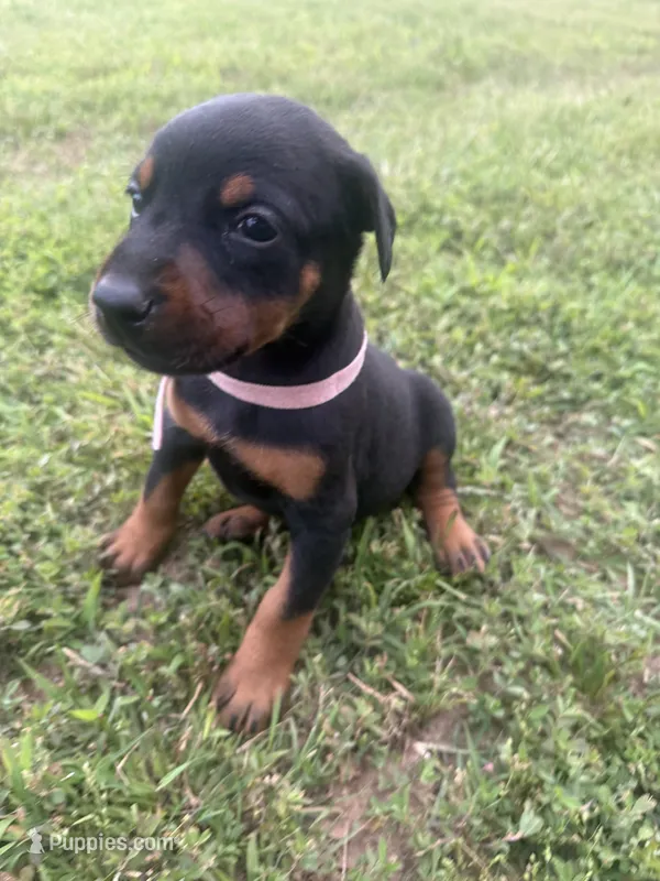 Reba – Doberman Pinscher puppy for sale in Spiro, OK