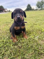 Honey, a female Doberman Pinscher for sale in Spiro, OK – 1 of 7