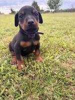 Honey, a female Doberman Pinscher for sale in Spiro, OK – 5 of 7