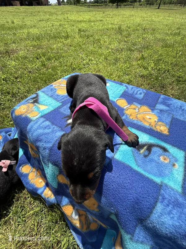 Carrie – Doberman Pinscher puppy for sale in Spiro, OK