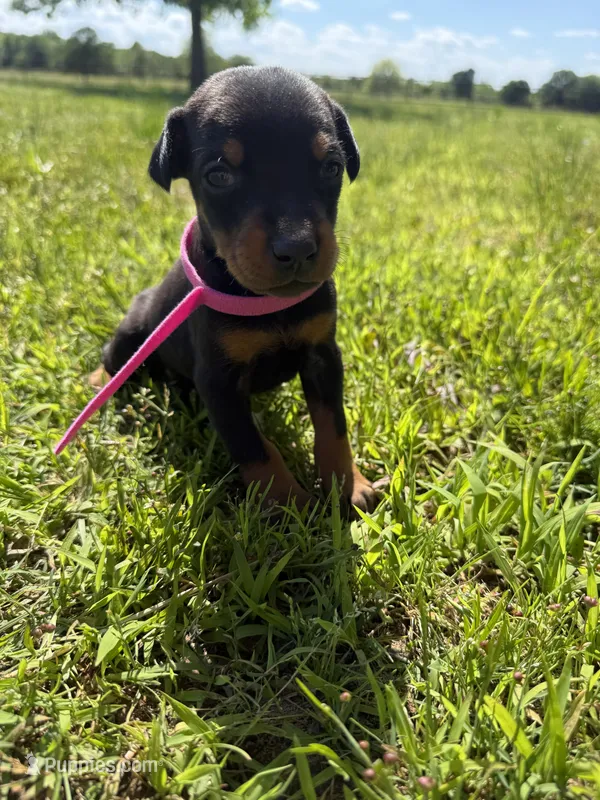 Carrie – Doberman Pinscher puppy for sale in Spiro, OK