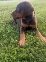 Cowboy, a male Doberman Pinscher for sale in Spiro, OK – 6 of 8