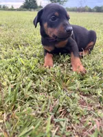 Honey, a female Doberman Pinscher for sale in Spiro, OK – 4 of 7