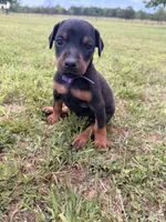 Honey, a female Doberman Pinscher for sale in Spiro, OK – 3 of 7