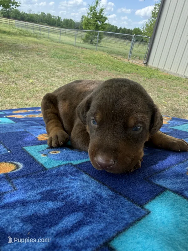 McGuffy  – Doberman Pinscher puppy for sale in Spiro, OK