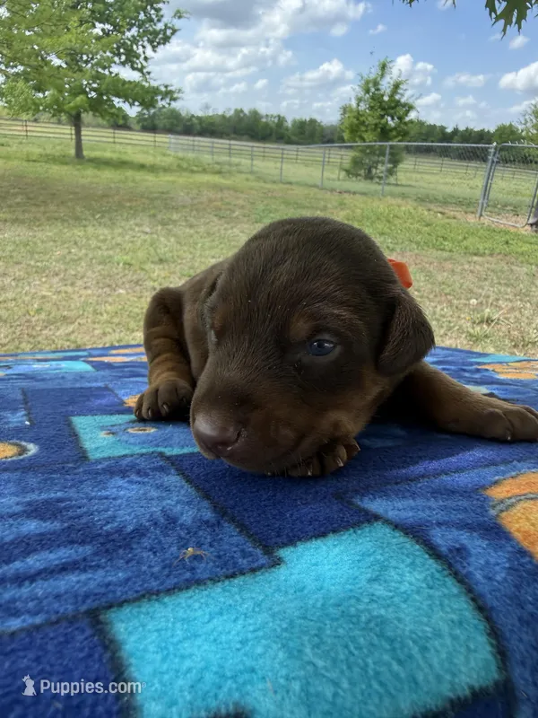 McGuffy  – Doberman Pinscher puppy for sale in Spiro, OK