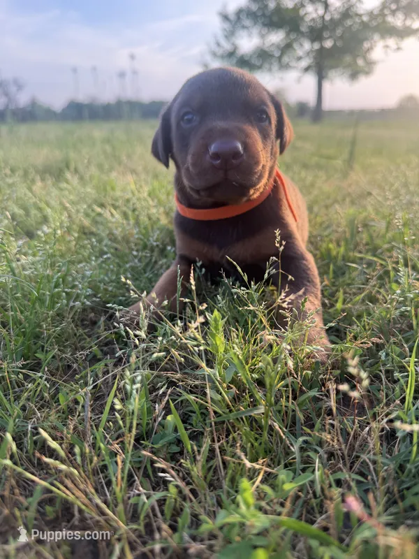 McGuffy  – Doberman Pinscher puppy on hold in Spiro, OK