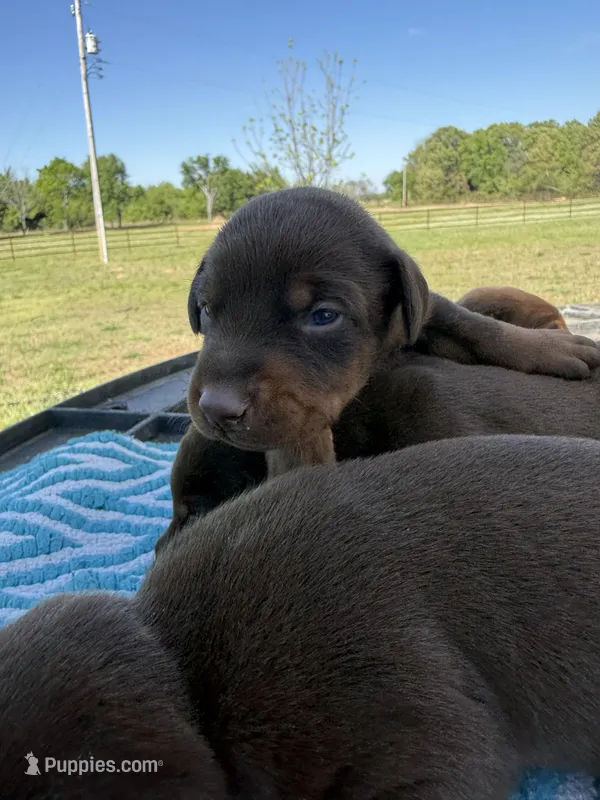 McGuffy  – Doberman Pinscher puppy for sale in Spiro, OK