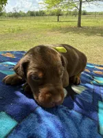 McCoy, a male Doberman Pinscher for sale in Spiro, OK – Photo 6 of 7