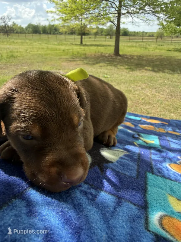 McCoy – Doberman Pinscher puppy for sale in Spiro, OK